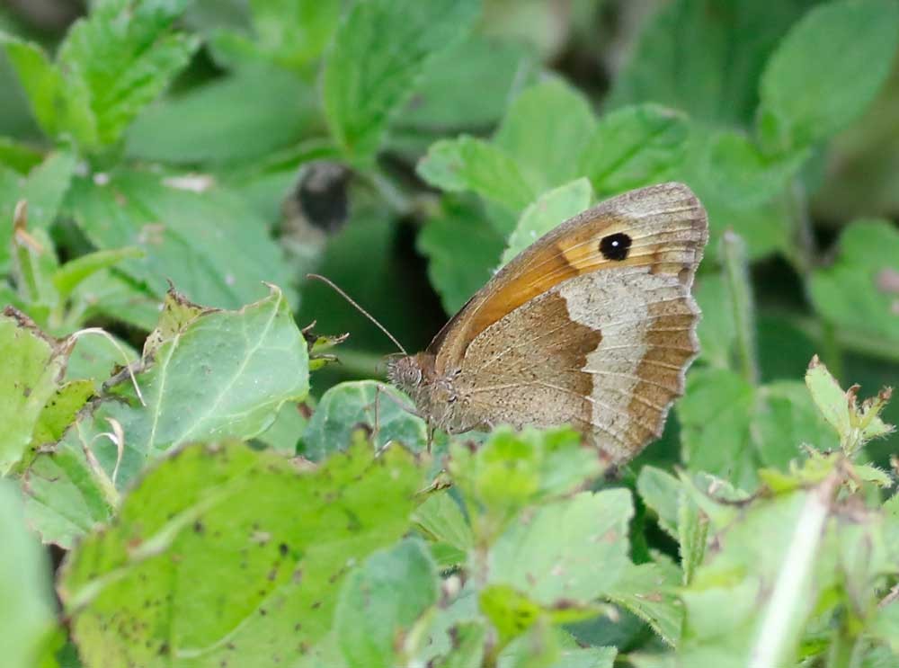 Papillon