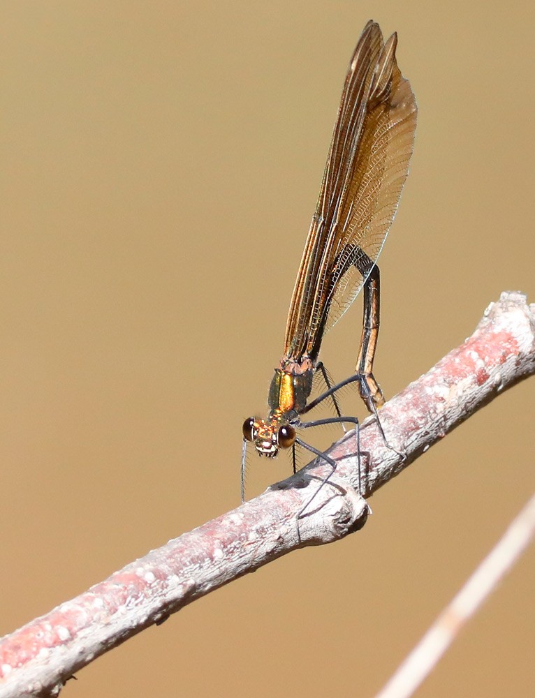 libellule