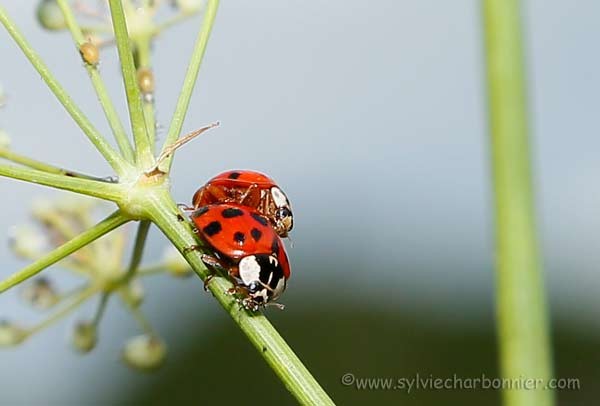  Coccinelle