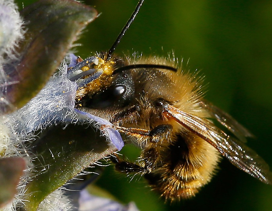  Abeille