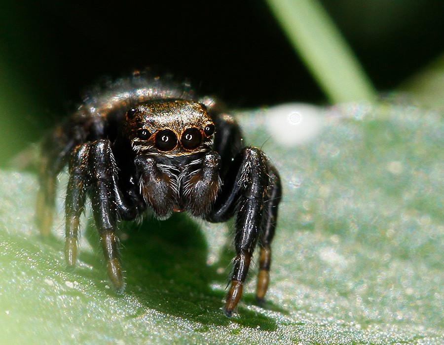 Araignée sauteuse