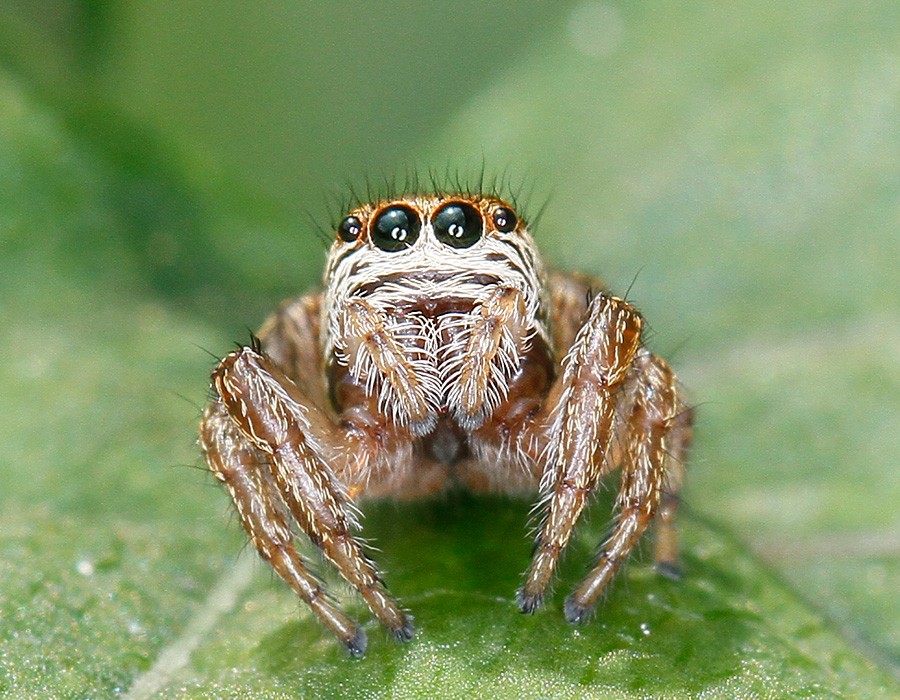 Araignée sauteuse
