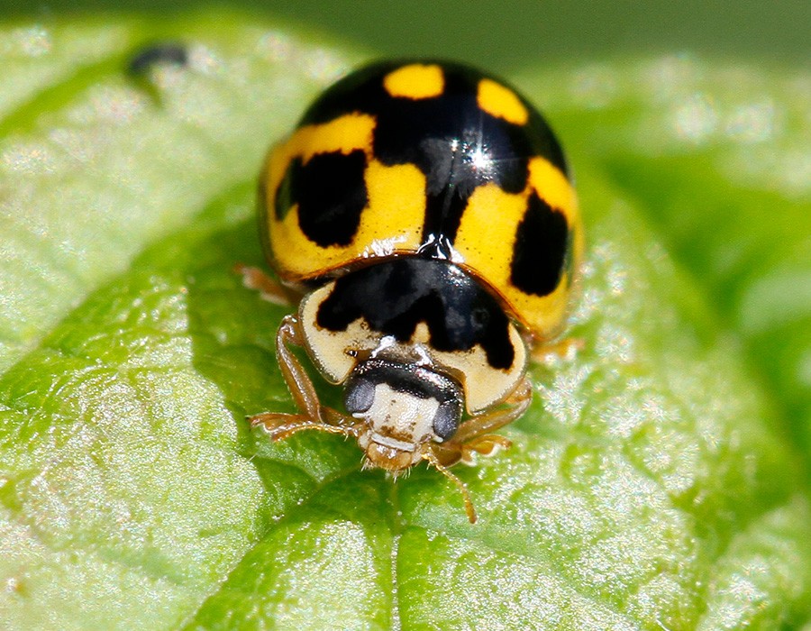  Coccinelle