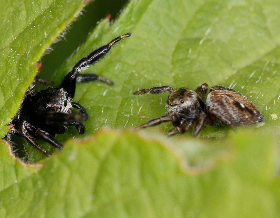 Araignée sauteuse