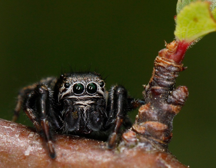 Araignée sauteuse