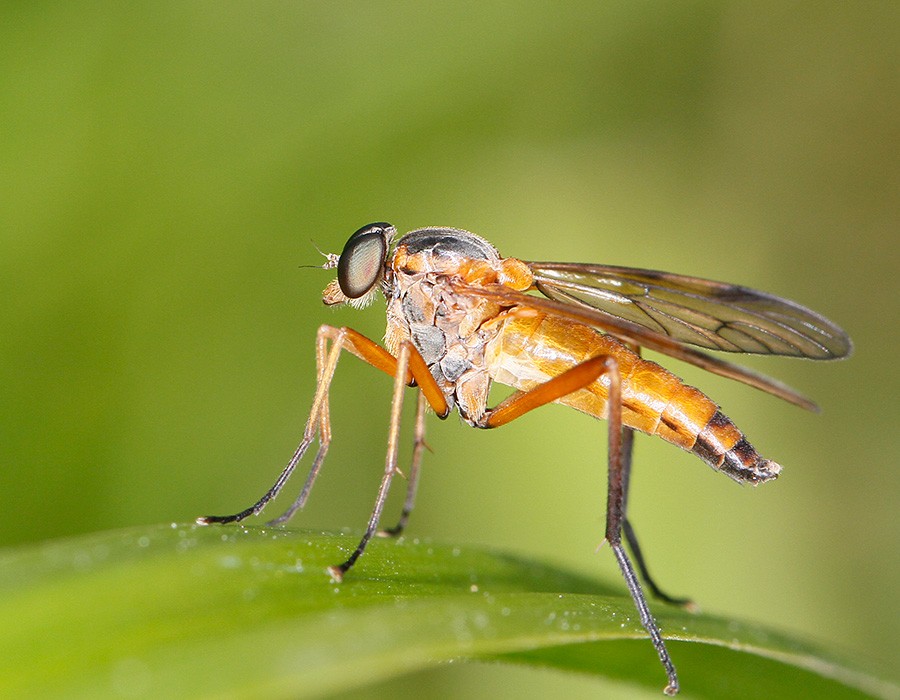  Rhagio