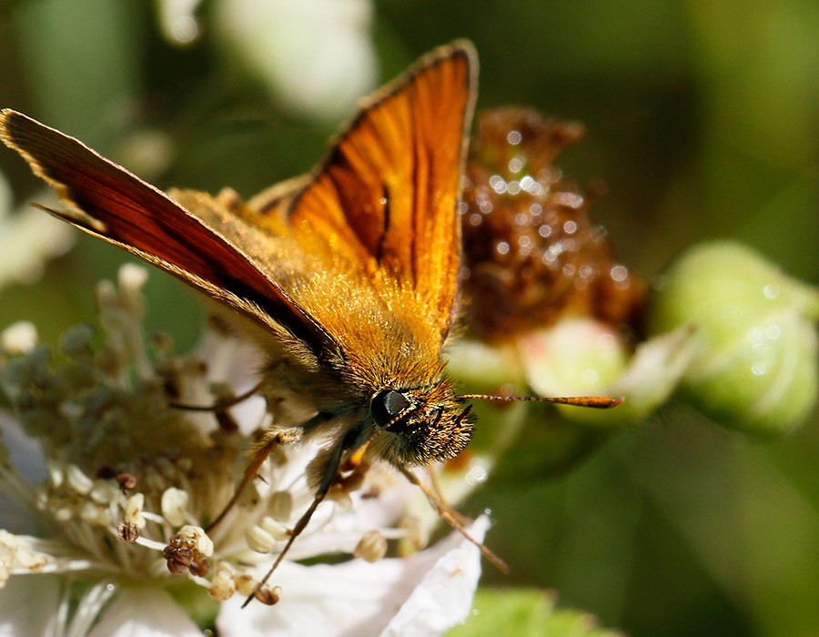 coenonympha