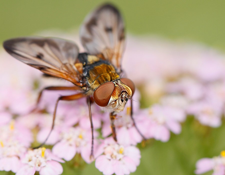  Ectophasia