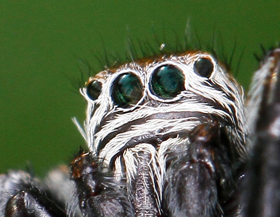 Araignée sauteuse