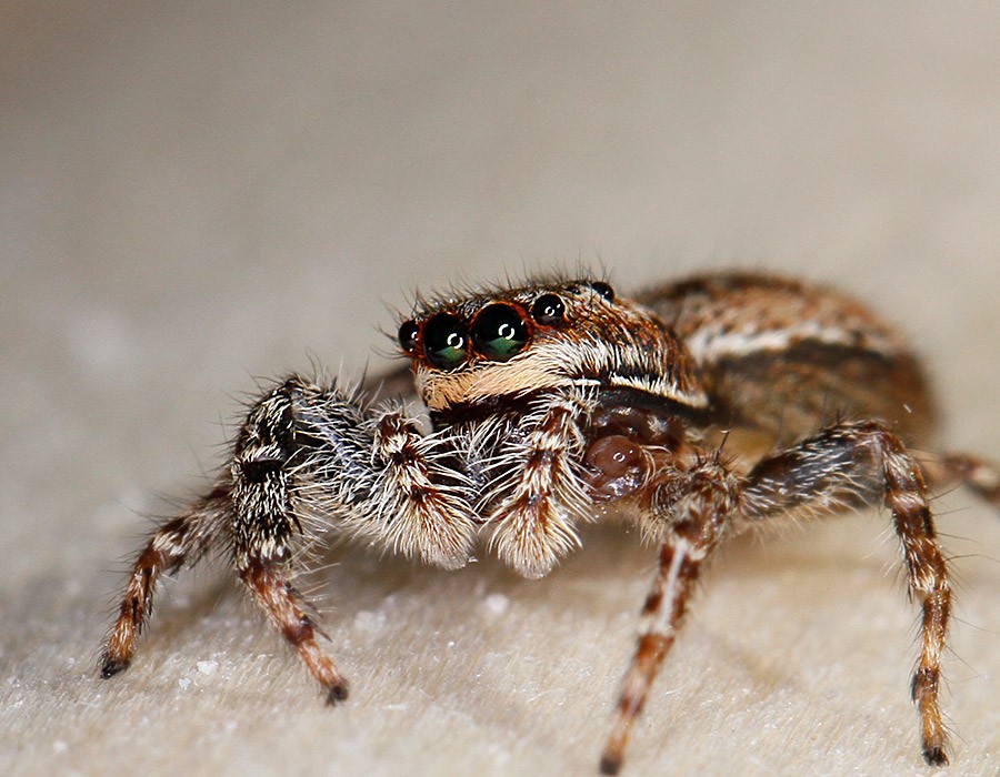 Araignée sauteuse