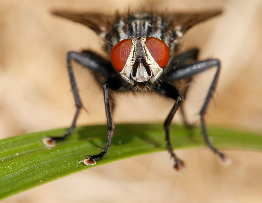  Mouche