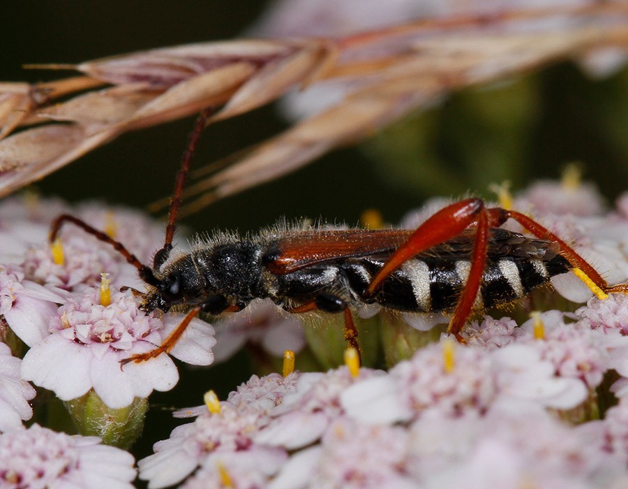  Stenopterus