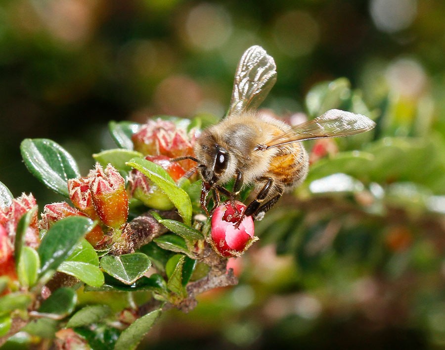 abeille