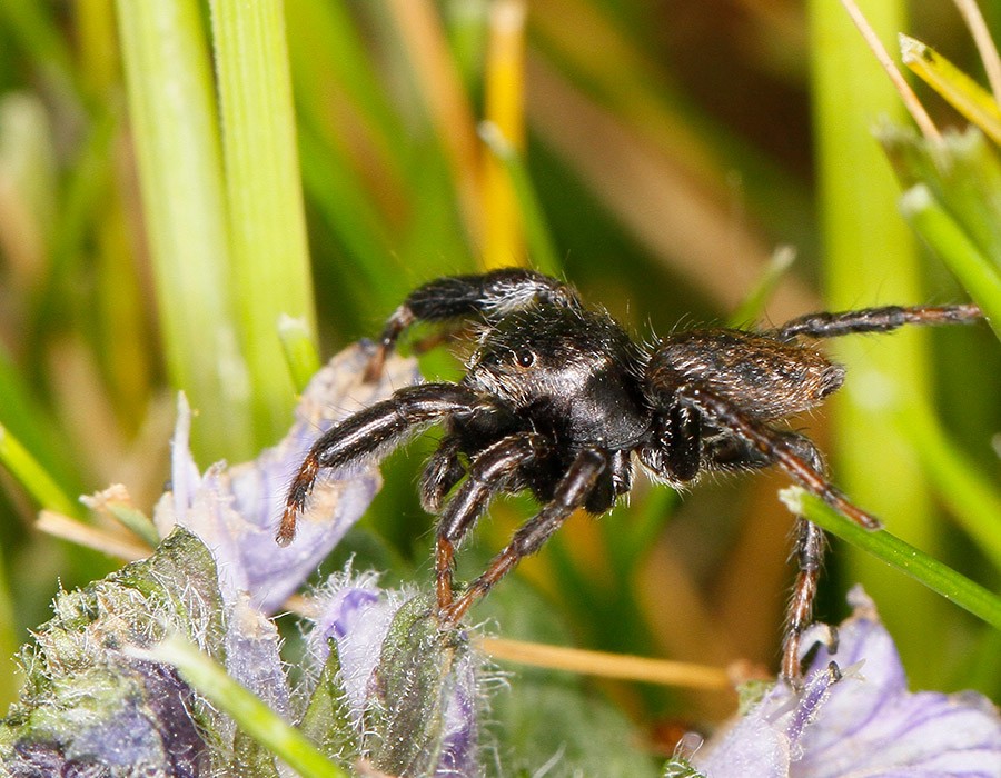 Araignée sauteuse