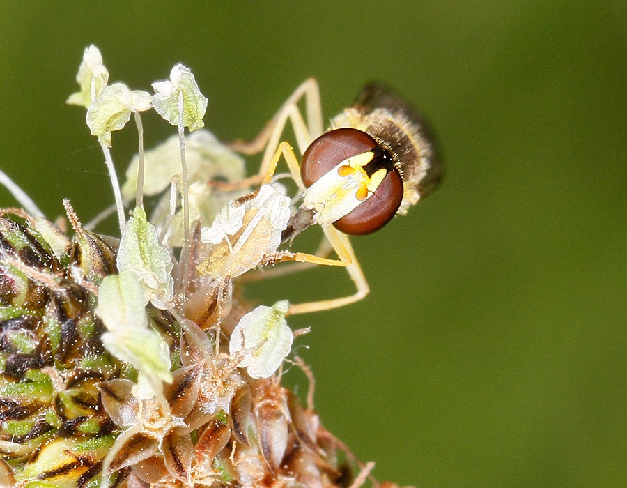  Bombyle
