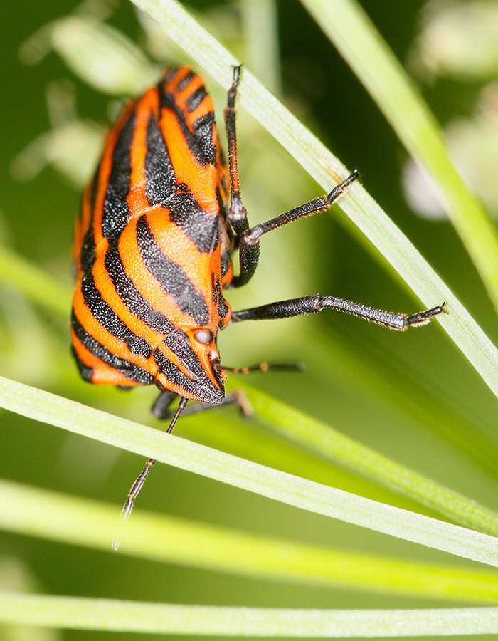 Punaise arlequin