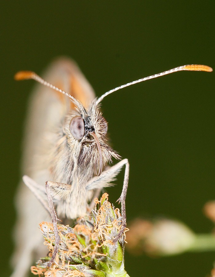  Papillon
