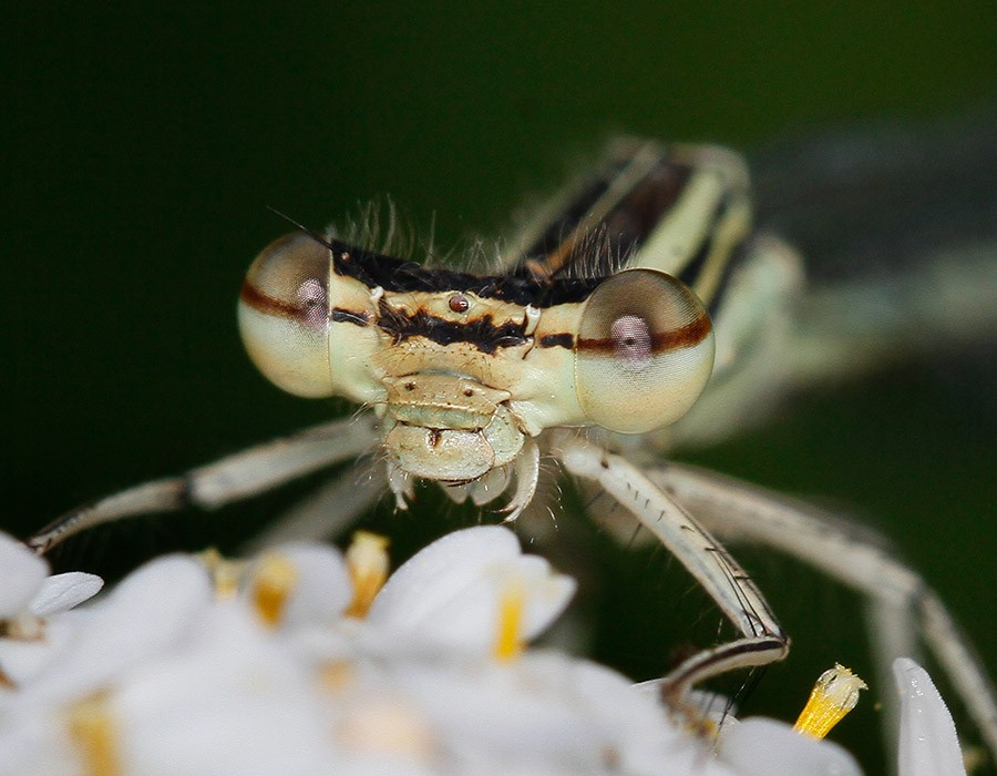  Libellule