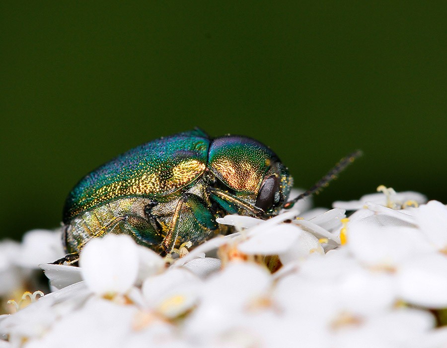cryptocephale modeste