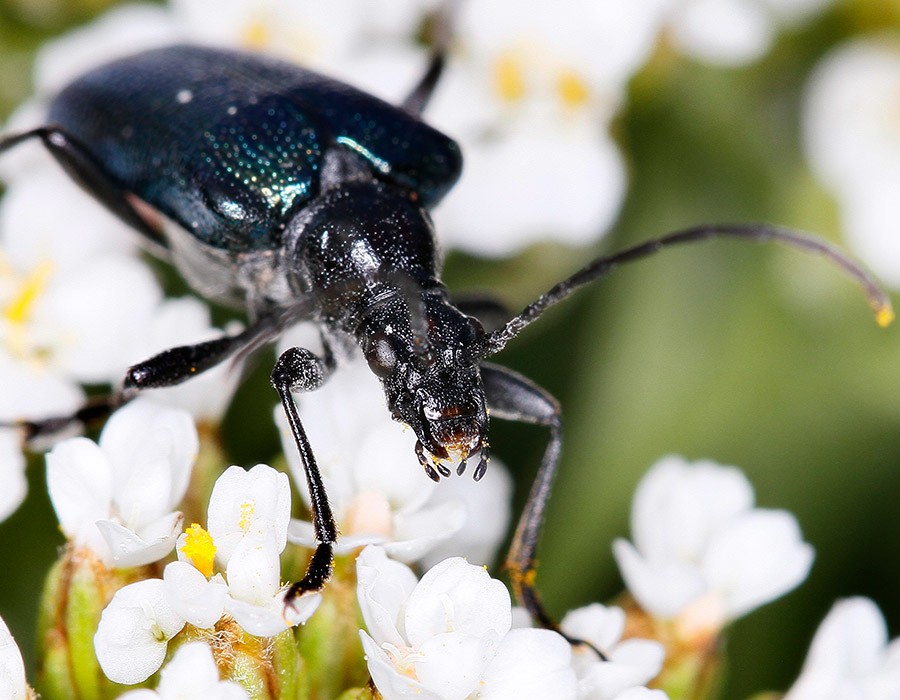  Coleoptère