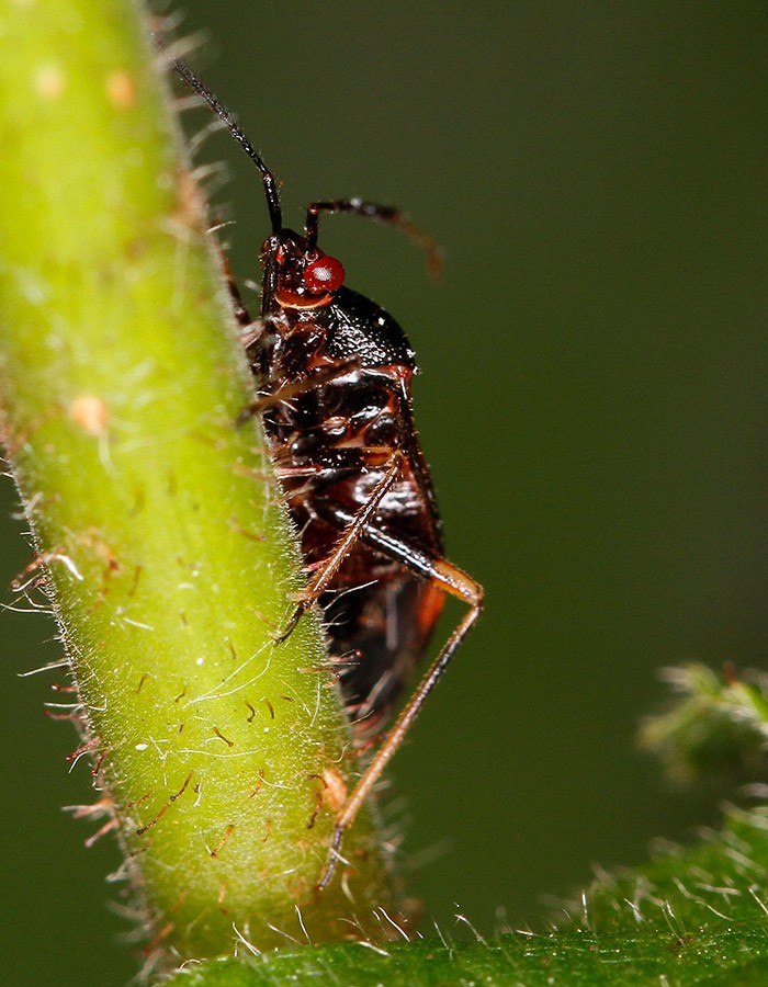 Coléoptère