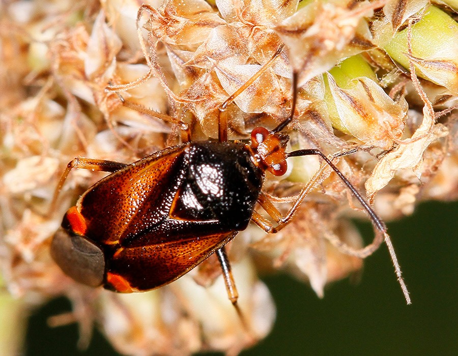 coleoptere