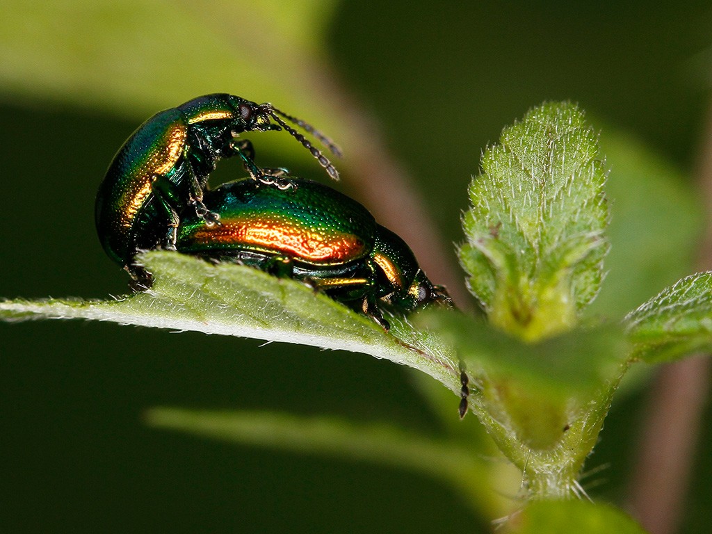  Coleoptère