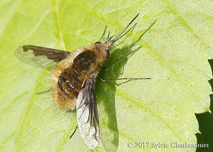 Grand Bombyle