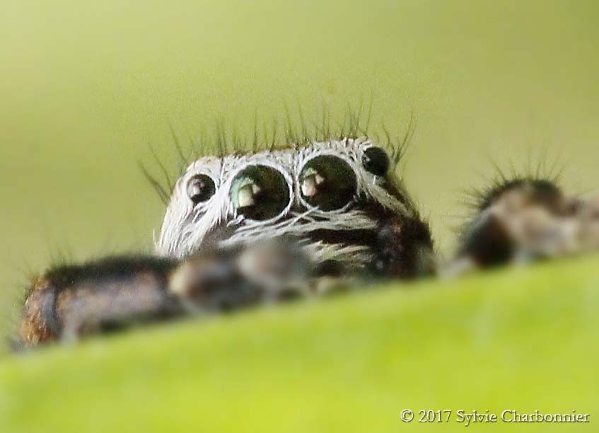 Araignée sauteuse
