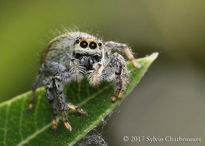 Araignée sauteuse