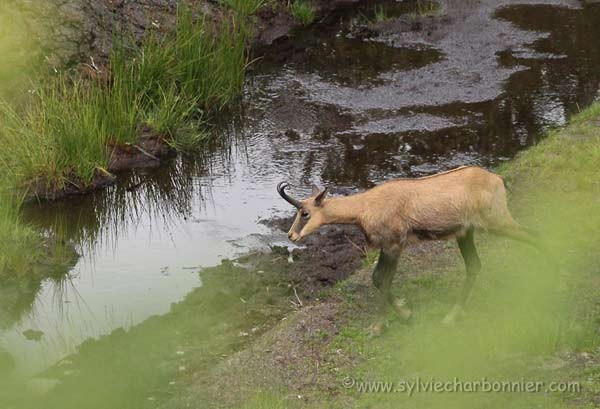 Chamois