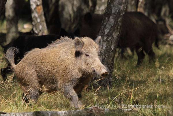 Sanglier