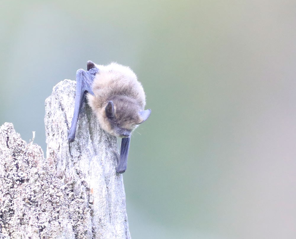 Pipistrelle commune