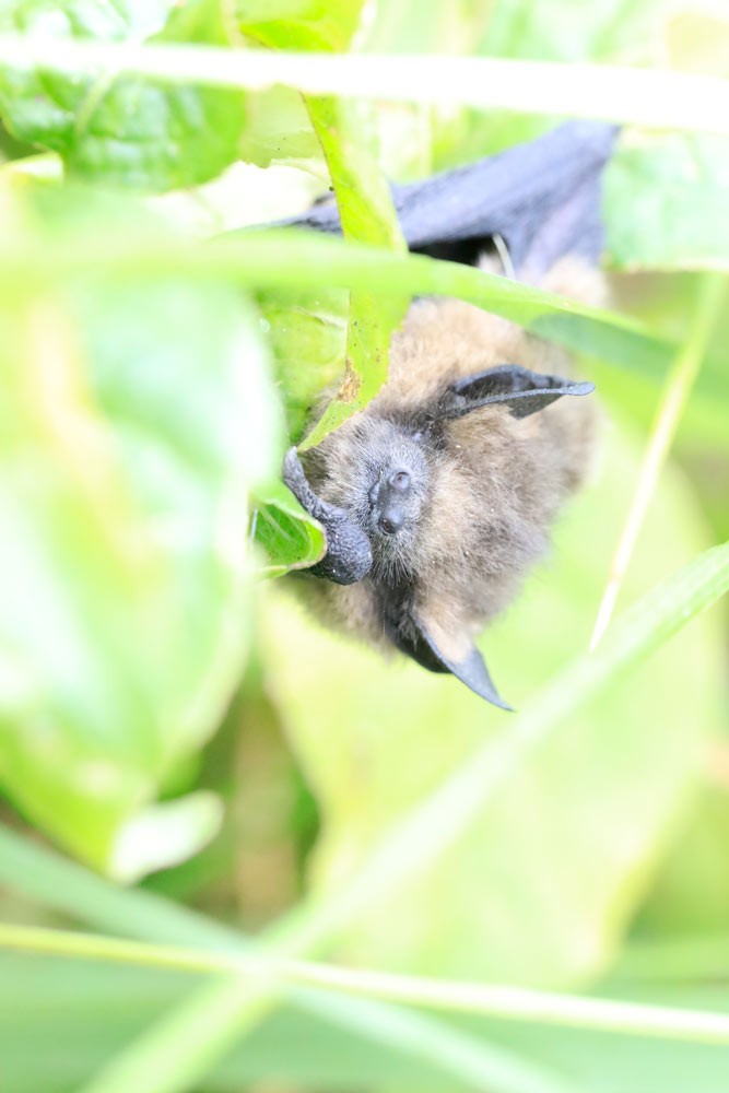 Pipistrelle commune