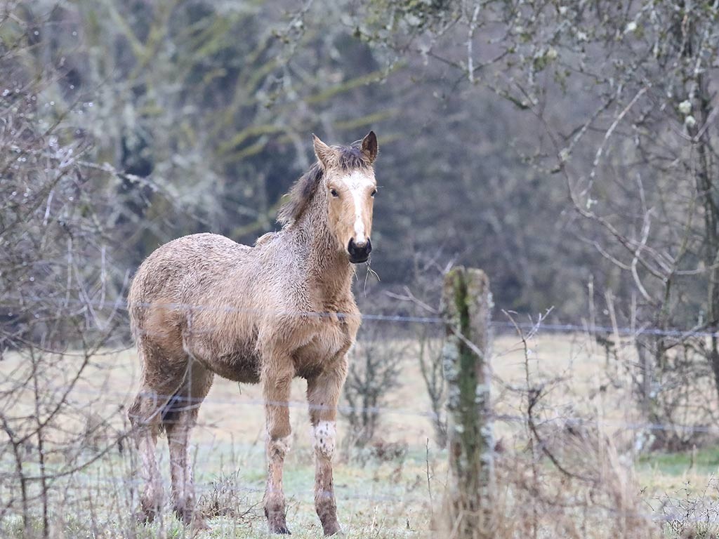Cheval