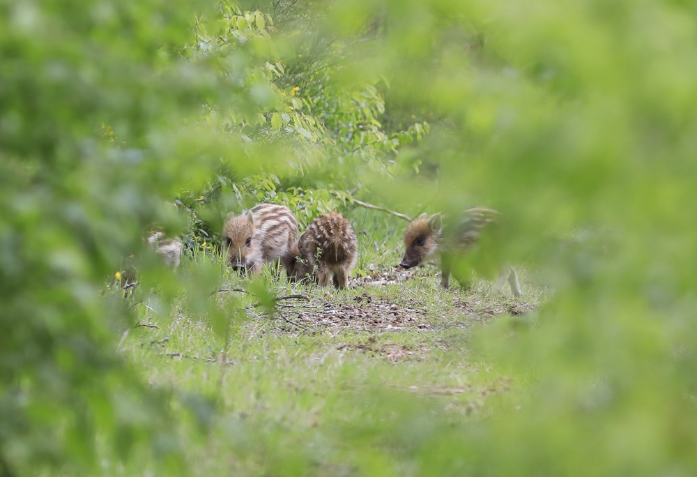 Sanglier