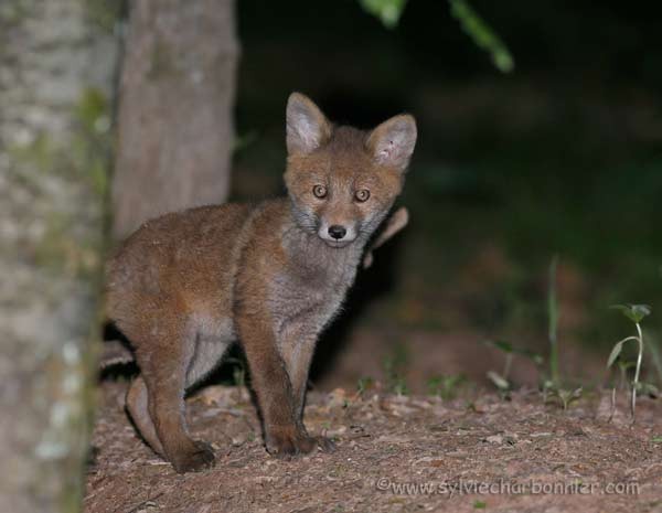 Renard roux
