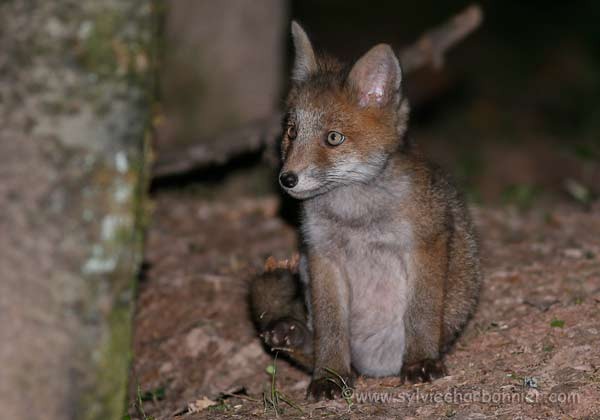 Renard roux