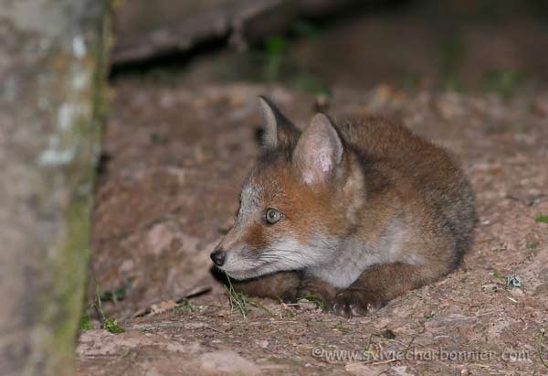 Renard roux