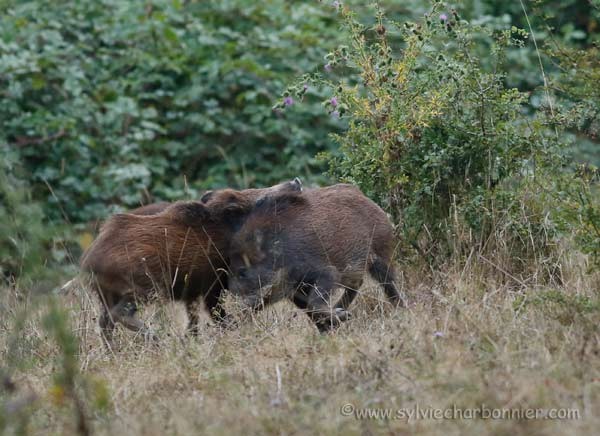 Sanglier