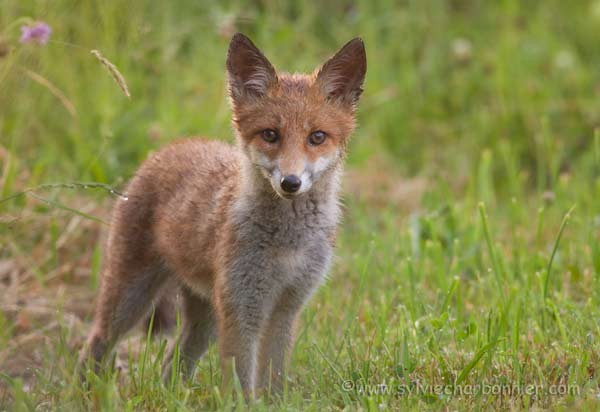 Renard roux