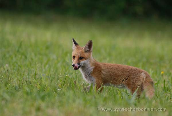 Renard roux