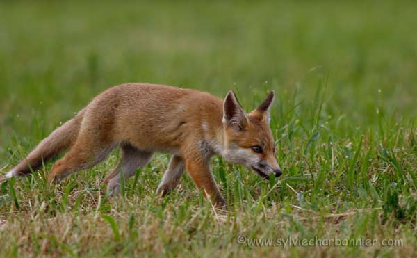 Renard roux