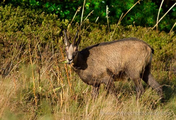Chamois