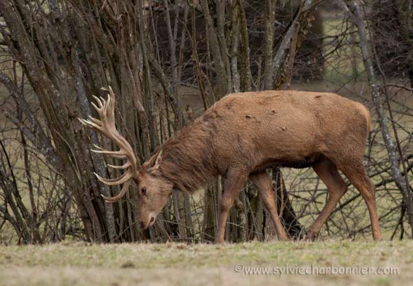 Cerf élaphe