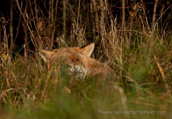 Renard roux