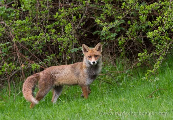 Renard roux