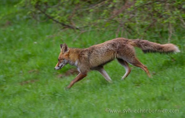 Renard roux