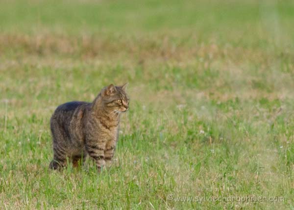 Chat sauvage