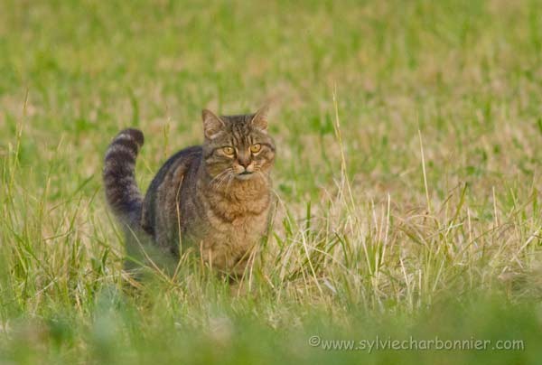 Chat sauvage